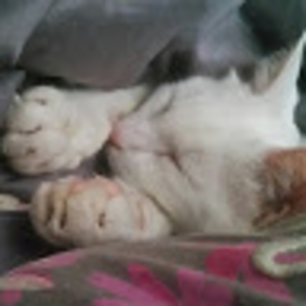 Meet your Posher, Nana